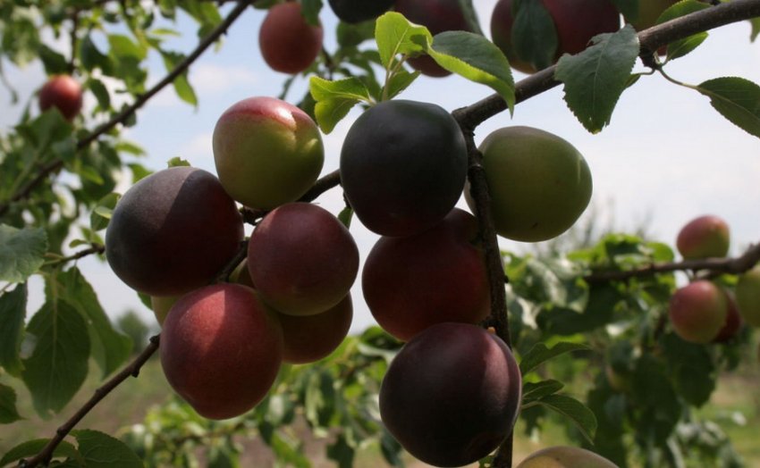 Абрикос Чорний Оксамит