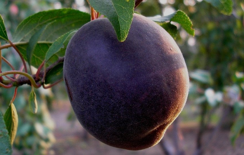 Абрикос Чорний Оксамит