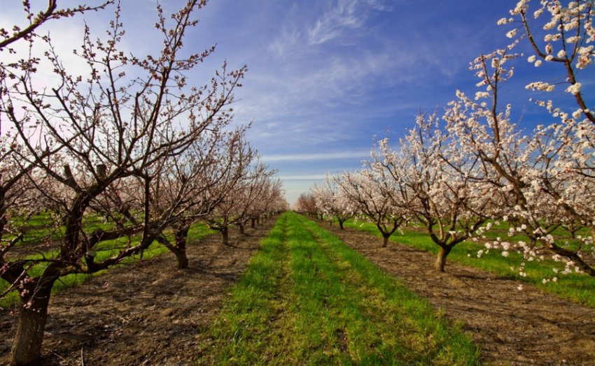 Абрикосовий сад