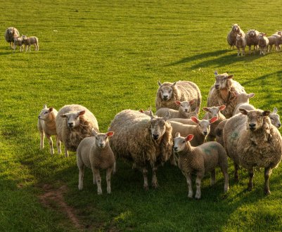Ставропольські вівчарі нарощують темпи виробництва