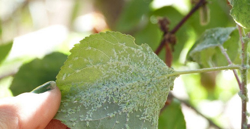 Попелиця на абрикосі