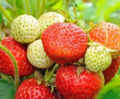 Опис і характеристика ремонтантних сортів полуниці для Підмосков'я