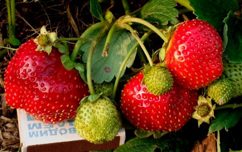 Полуниця Арапахо