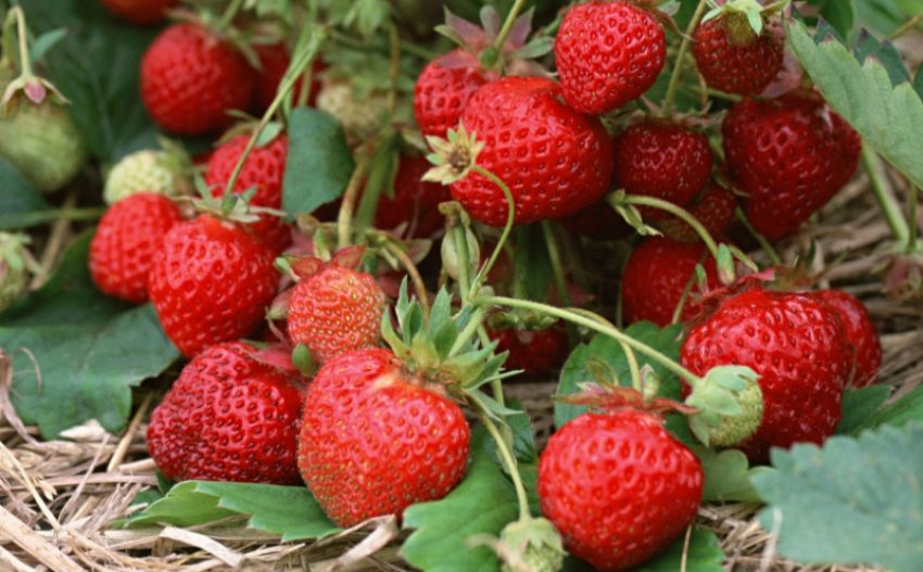 Полуниця Женева