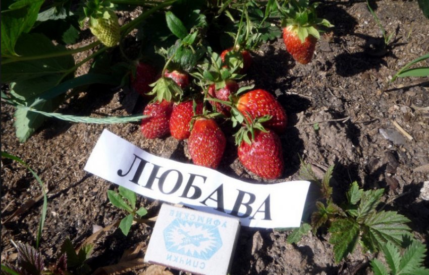 Полуниця Любава