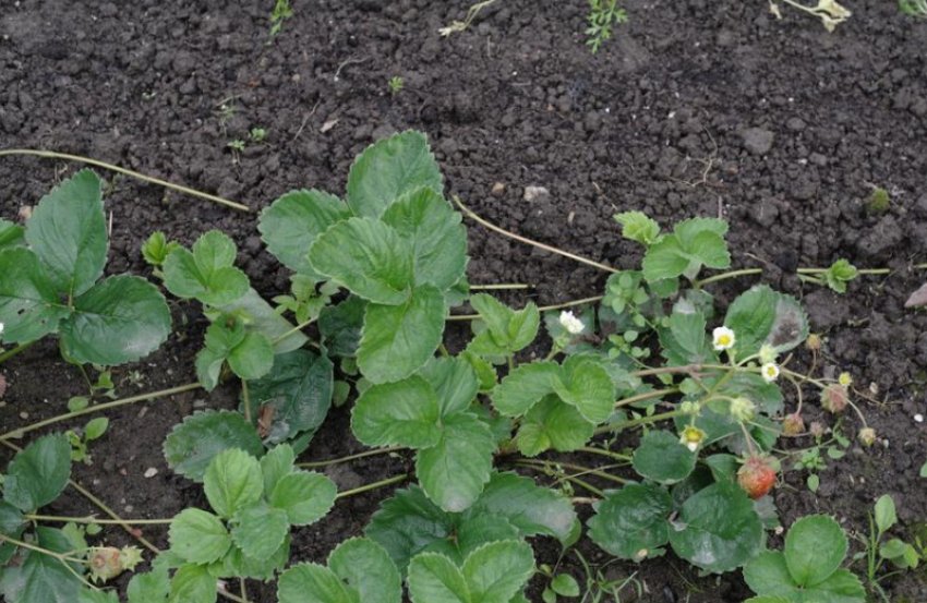 Московський делікатес