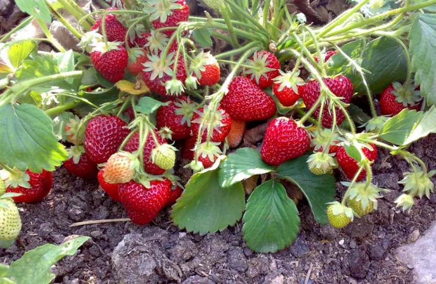 Полуниця Ред Річ