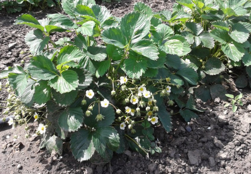 Чудо Лихоносова