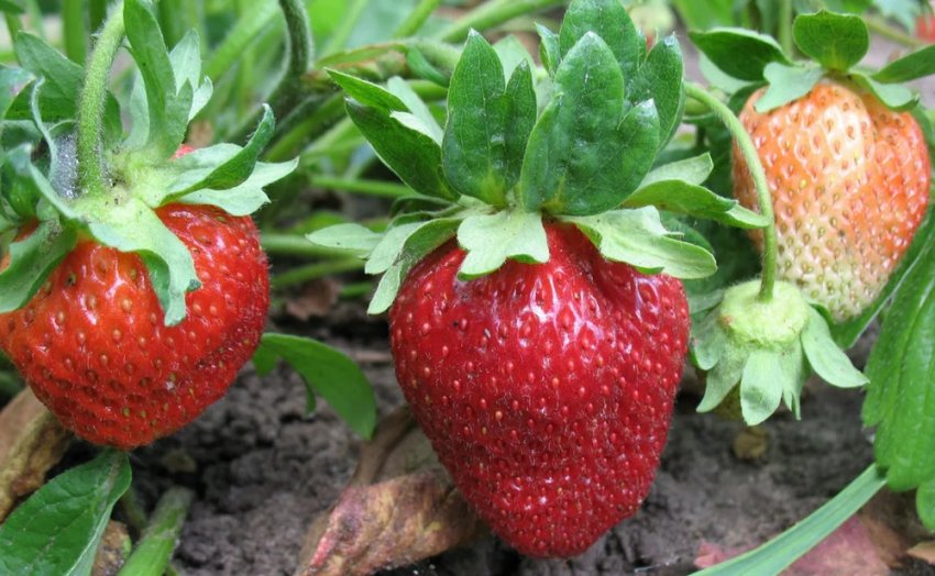 Полуниця Пекла