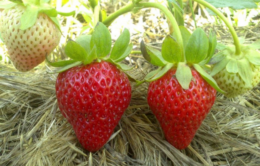 Полуниця Аромас