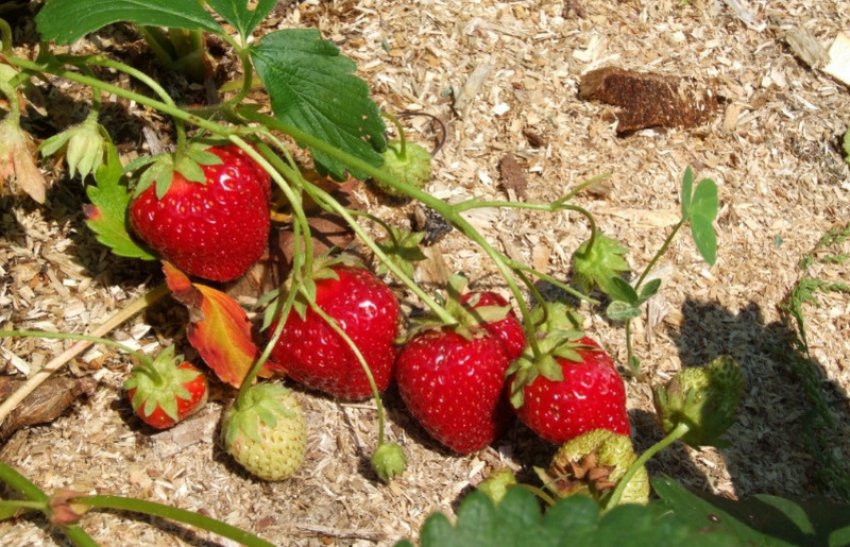 Полуниця Віма Ріна