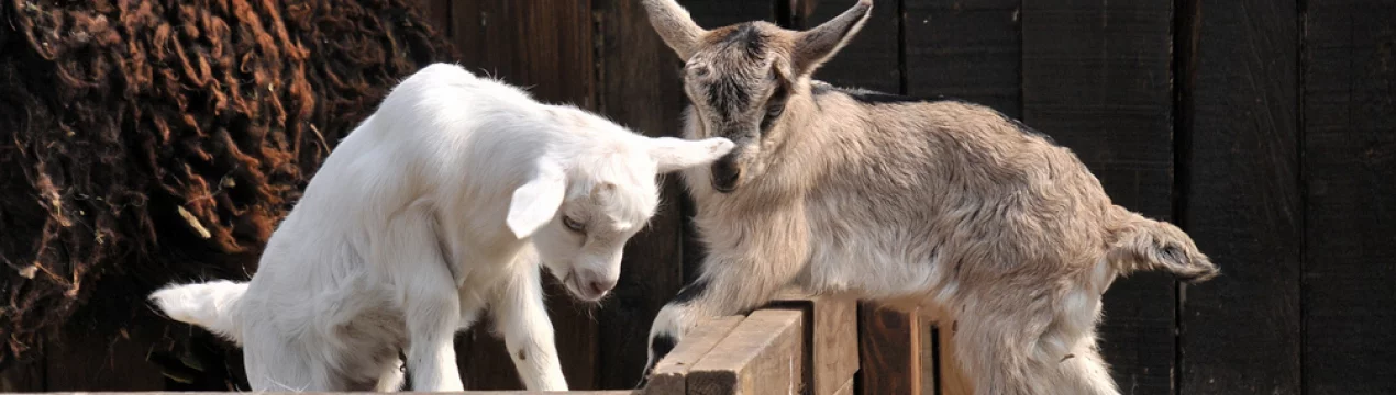 Понос у козы: основные причины, как и чем лечить взрослых особей и козлят 