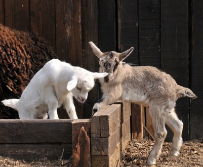 Пронос у кози: основні причини, як і чим лікувати дорослих особин і козенят