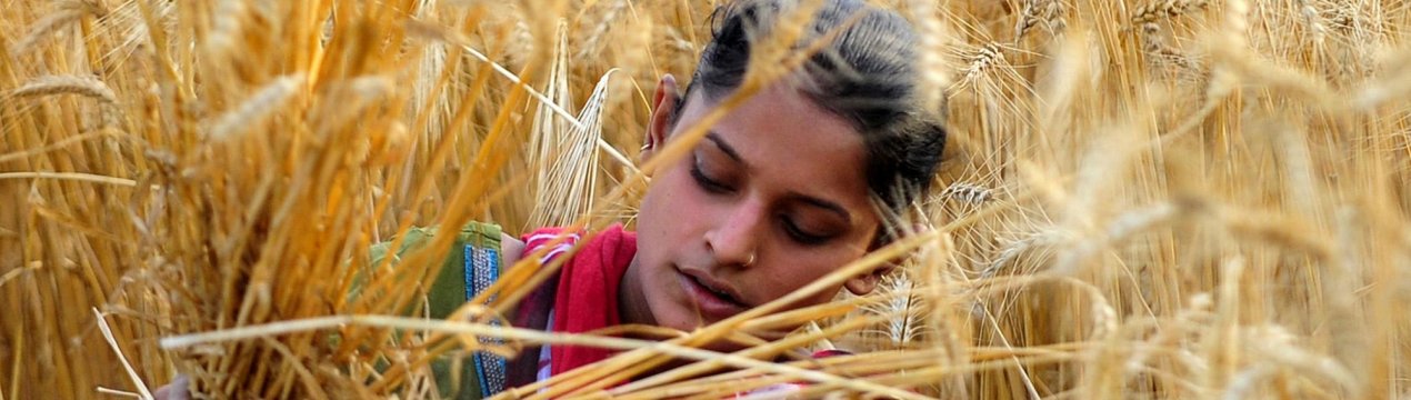 Індія підвищує мито на імпортну пшеницю