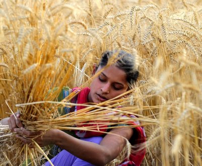 Індія підвищує мито на імпортну пшеницю
