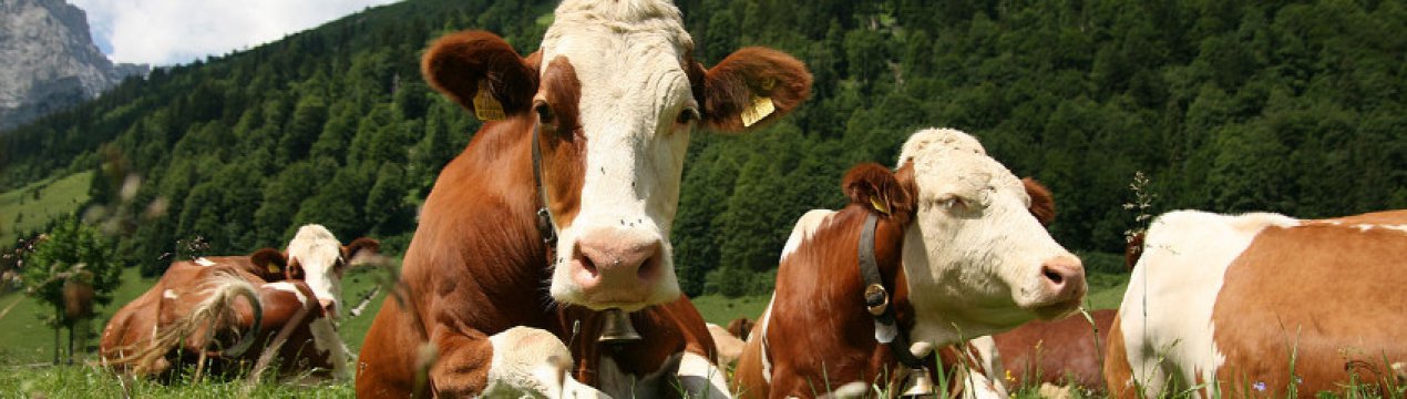 Червоно-ряба порода ВРХ: опис, догляд і годування