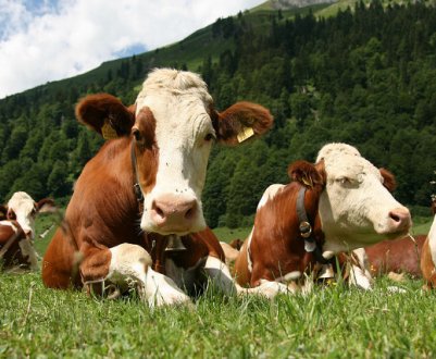 Червоно-ряба порода ВРХ: опис, догляд і годування