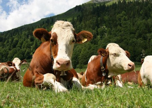 Красно-пёстрая порода КРС: описание, уход и кормление