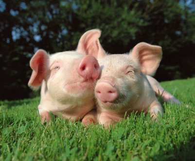 Злучка свиней