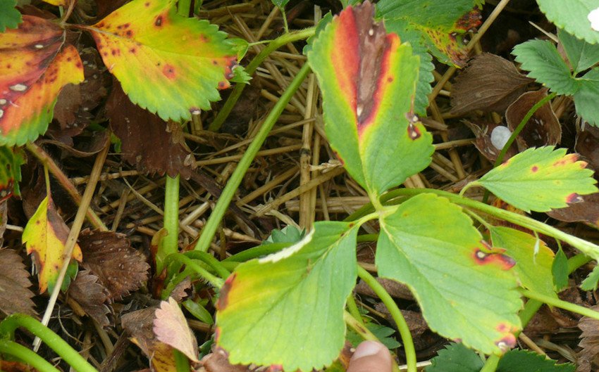 Фітофтороз полуниці