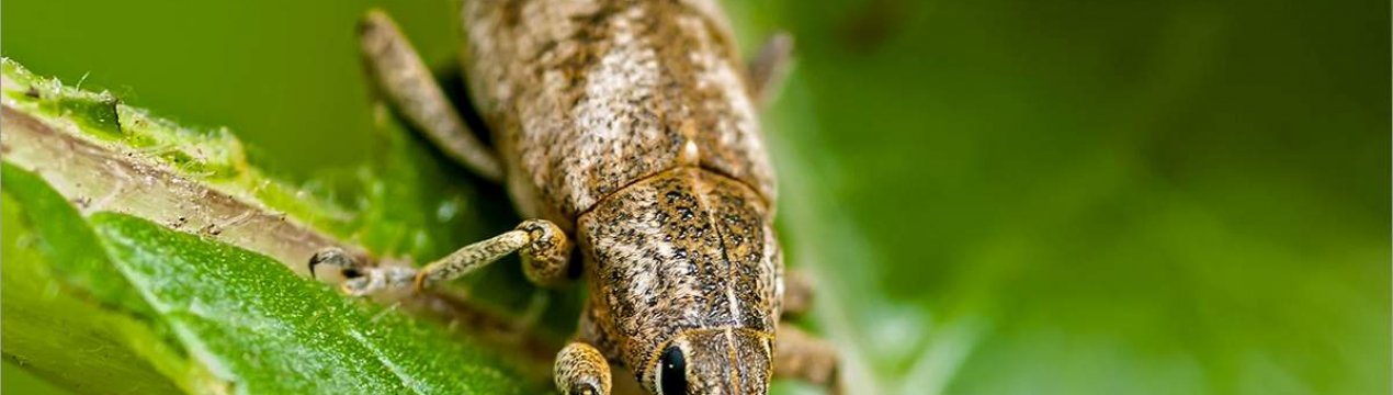 На полях Полтавської області почалося «Шоу довгоносиків»