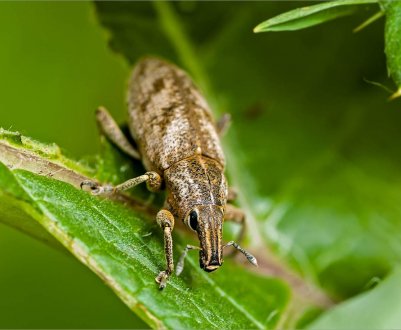 На полях Полтавської області почалося «Шоу довгоносиків»
