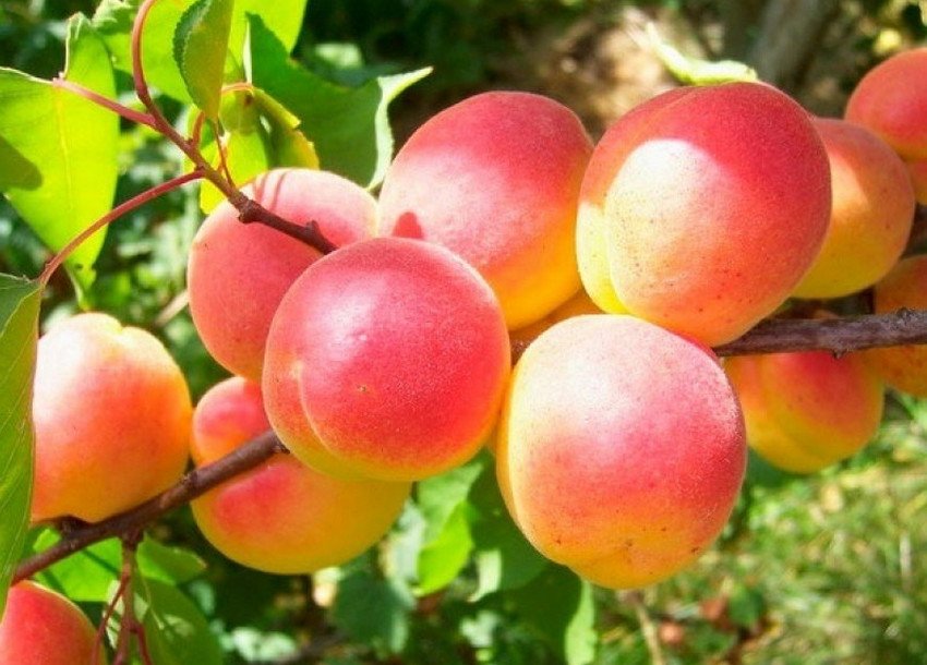 Абрикос Червонощокий Абрикос Червонощокий
