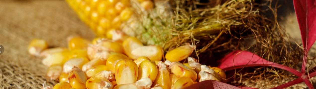 Карпатський винахідник створив одноразовий посуд з кукурудзяних залишків