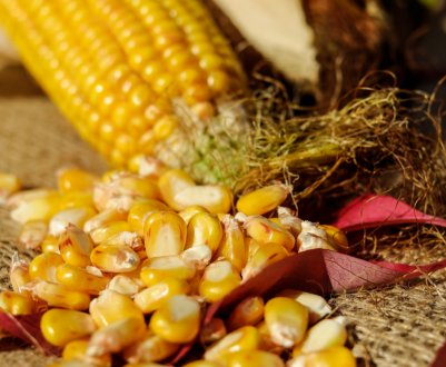 Карпатський винахідник створив одноразовий посуд з кукурудзяних залишків