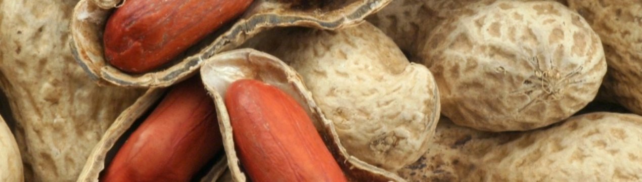 Херсонський аграрій вирощує незвичайну культуру