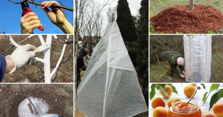 Підготовка абрикоса до зими Підготовка абрикоса до зими