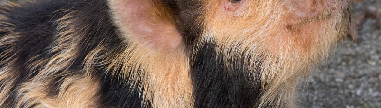 Новий випадок АЧС у Вінницькій області: утилізовано понад 300 свиней