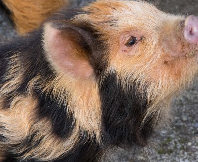 Новий випадок АЧС у Вінницькій області: утилізовано понад 300 свиней