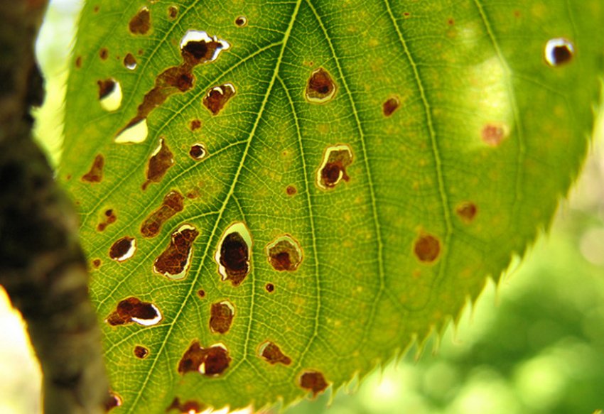 Бура плямистість