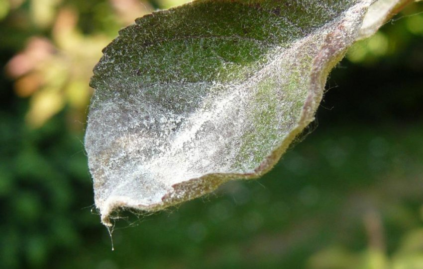 Борошниста роса