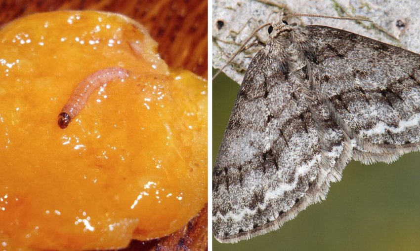 Плодожерка і пяденица