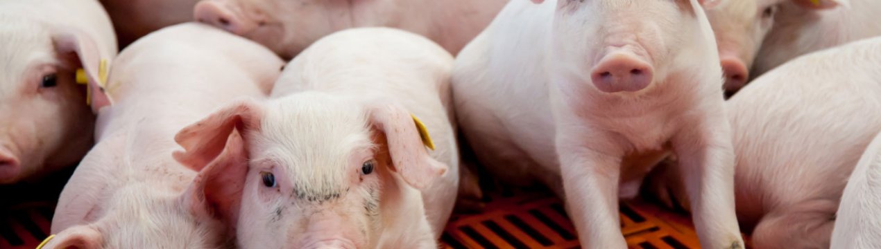 Посеред лісу в Полтавській області туристи виявили купу останків тварин