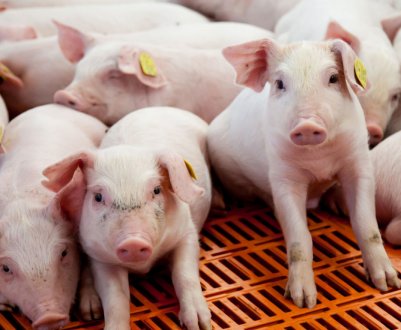 Посеред лісу в Полтавській області туристи виявили купу останків тварин