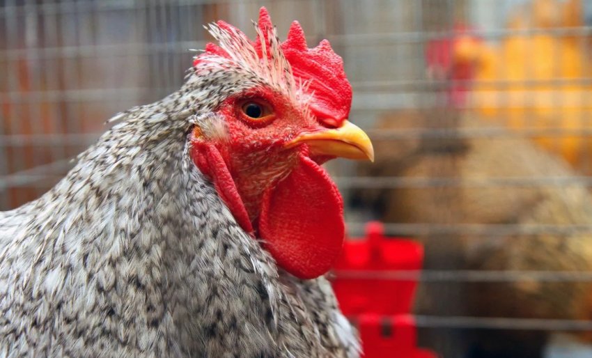 На Великдень у Вінницькій області горіла птахофабрика На Великдень у Вінницькій області горіла птахофабрика