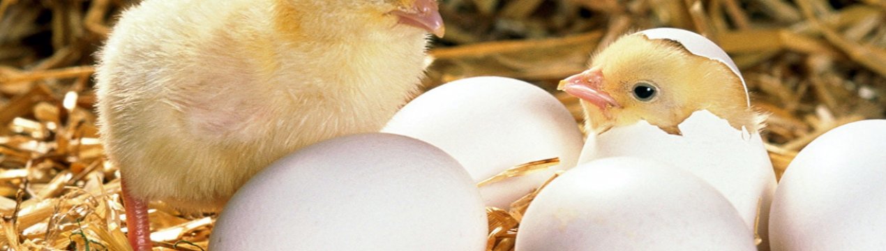 На Великдень у Вінницькій області горіла птахофабрика