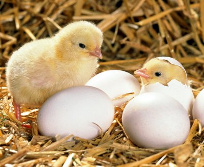 На Великдень у Вінницькій області горіла птахофабрика