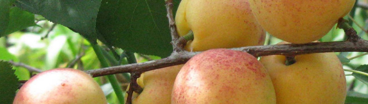 Особливості сорти абрикоса Сардонікс