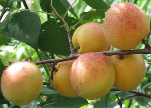 Особливості сорти абрикоса Сардонікс