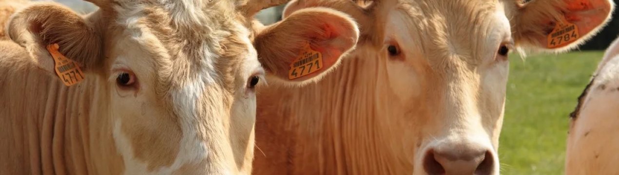 На бурятських просторах «тануть» корови, свині та птиці