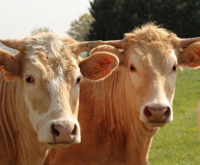 На бурятських просторах «тануть» корови, свині та птиці