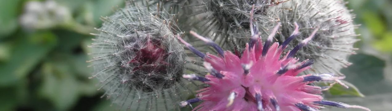 Самарське уряд не шкодує грошей на боротьбу з бур'янами