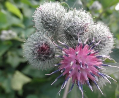 Самарське уряд не шкодує грошей на боротьбу з бур'янами