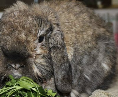 Пастерельоз у кроликів: симптоми та лікування