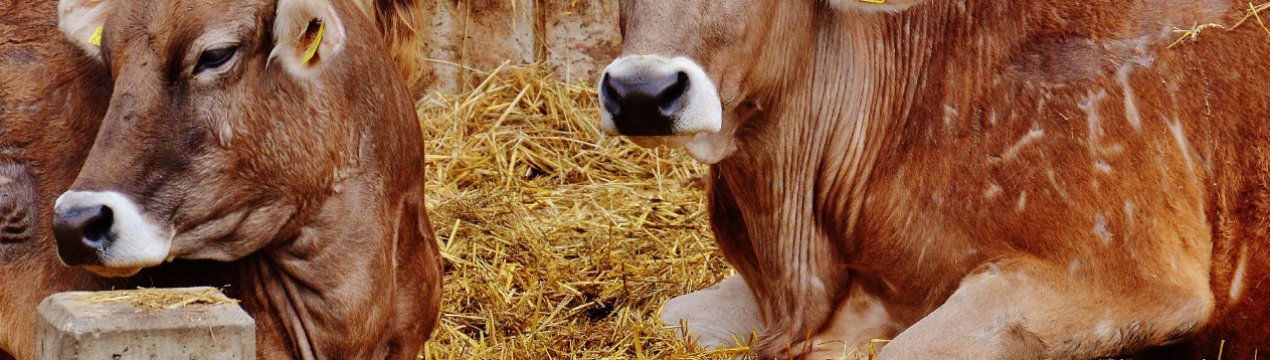 Бруцельоз продовжує атакувати Примор'я