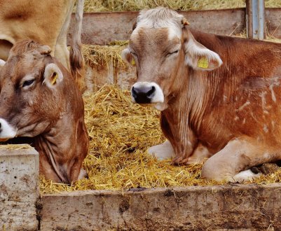 Бруцельоз продовжує атакувати Примор'я